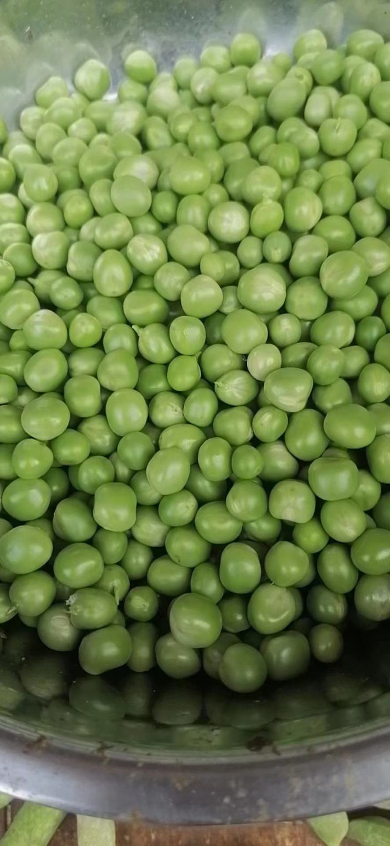 长寿仁豌豆米。豆米粒。豌豆米。米豆。剥米豆