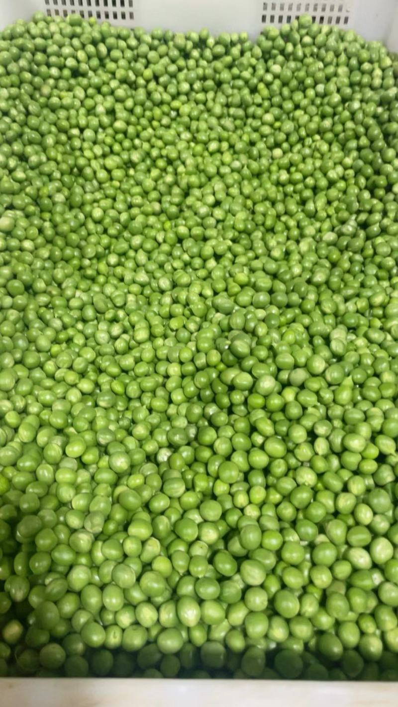 长寿仁豌豆米。豆米粒。豌豆米。米豆。剥米豆