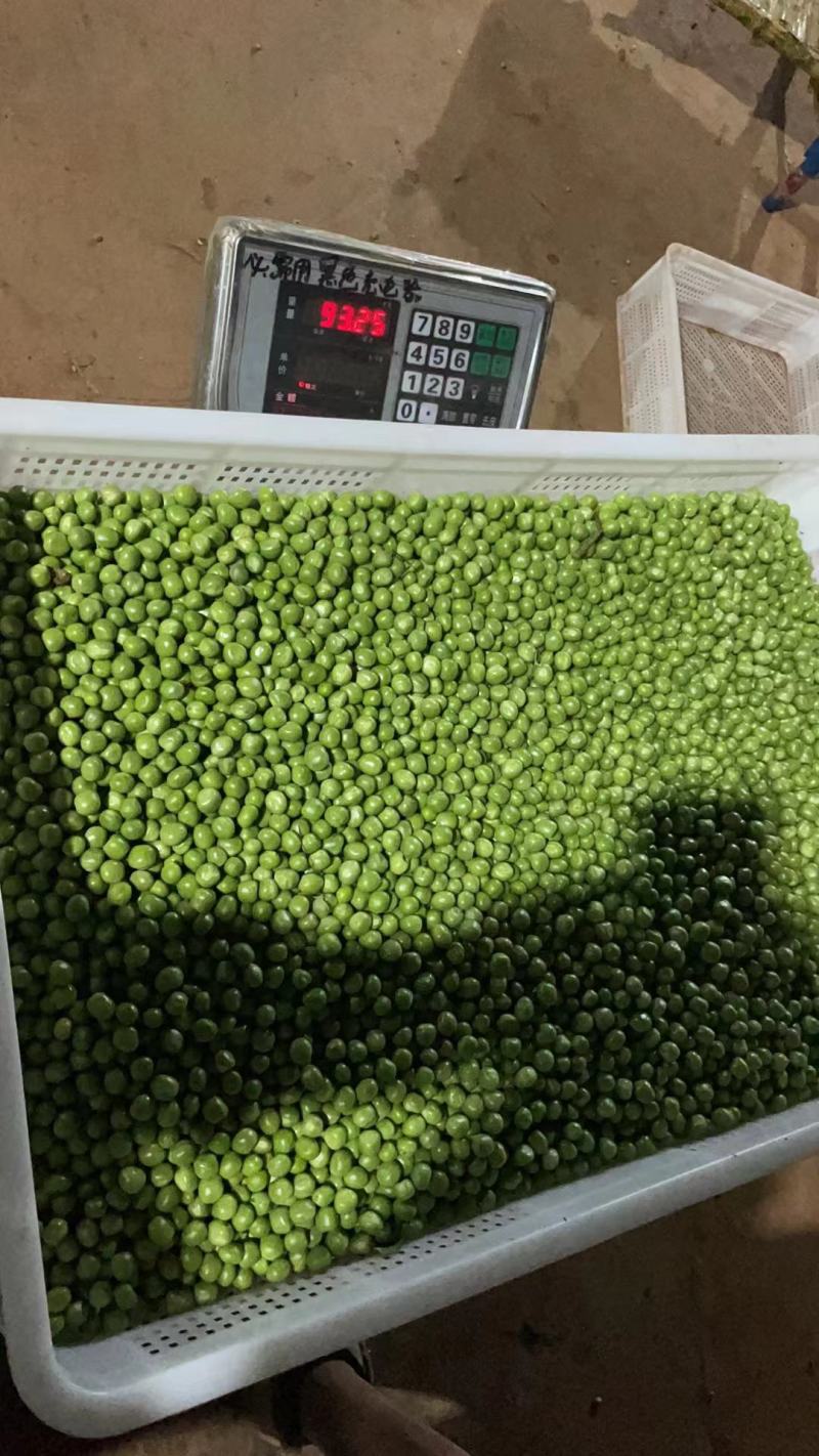 长寿仁豌豆米。豆米粒。豌豆米。米豆。剥米豆