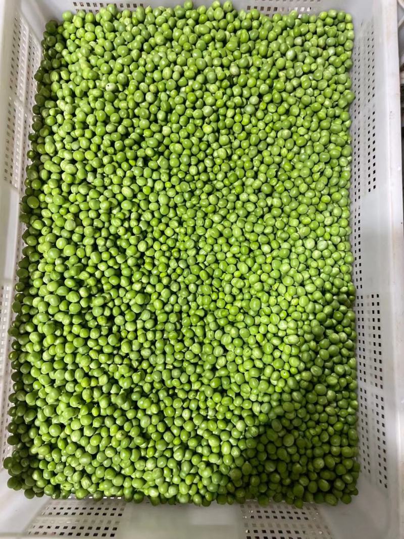 长寿仁豌豆米。豆米粒。豌豆米。米豆。剥米豆