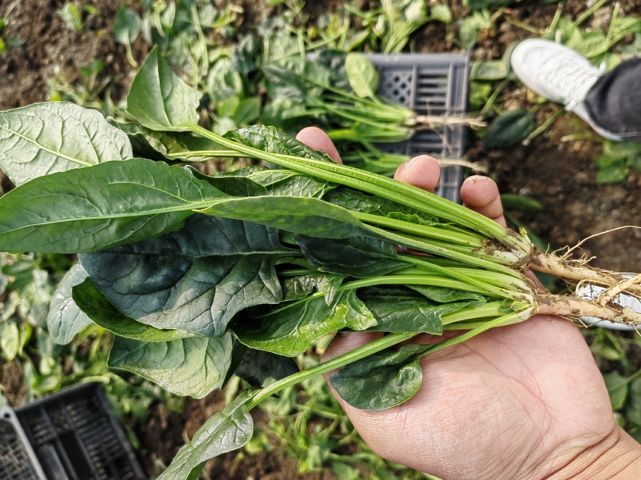 大叶菠菜特写