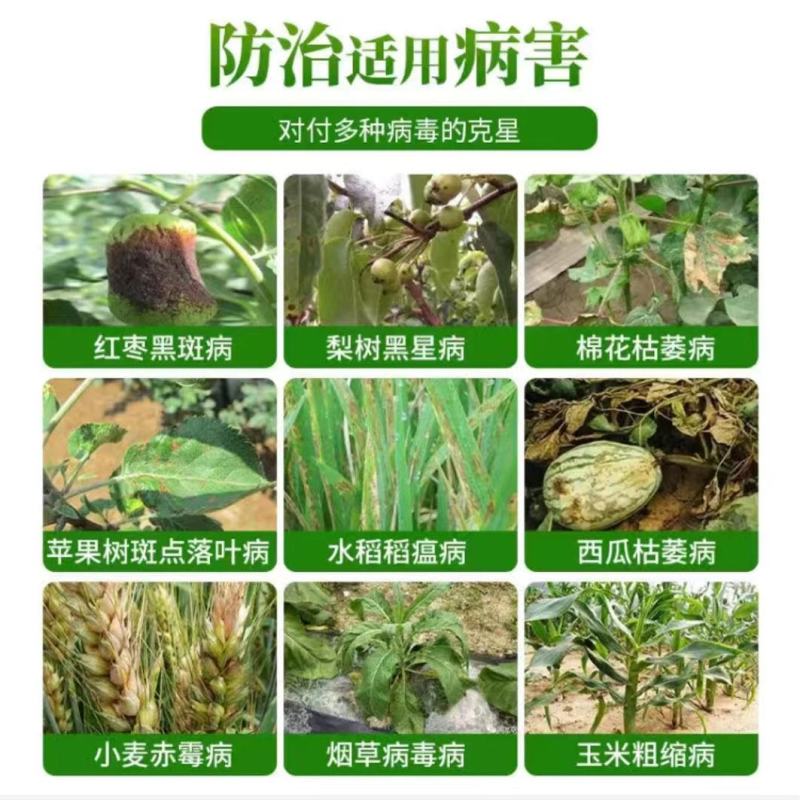 正业海岛素5%氨基寡糖素烟草梨小麦玉米病毒病黑星病农药