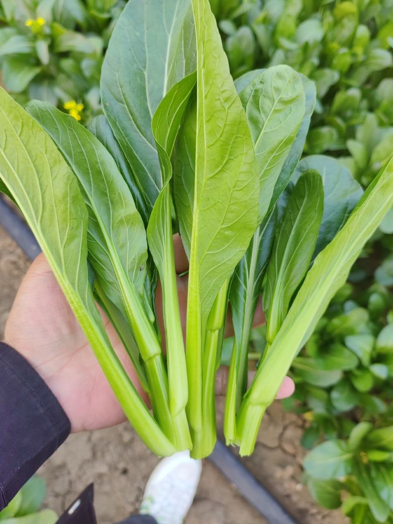 安徽太和产地精品广东菜心，产地直发。