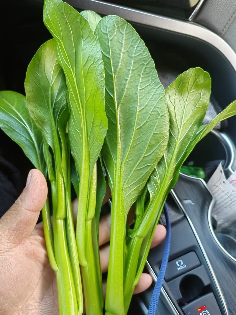 安徽太和产地精品广东菜心，产地直发。