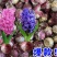 风信子种球水养土培套装冬季水培植物四季耐寒花种子室内花卉