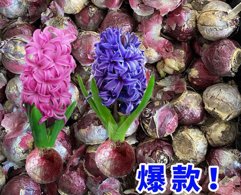 风信子种球水养土培套装冬季水培植物四季耐寒花种子室内花卉