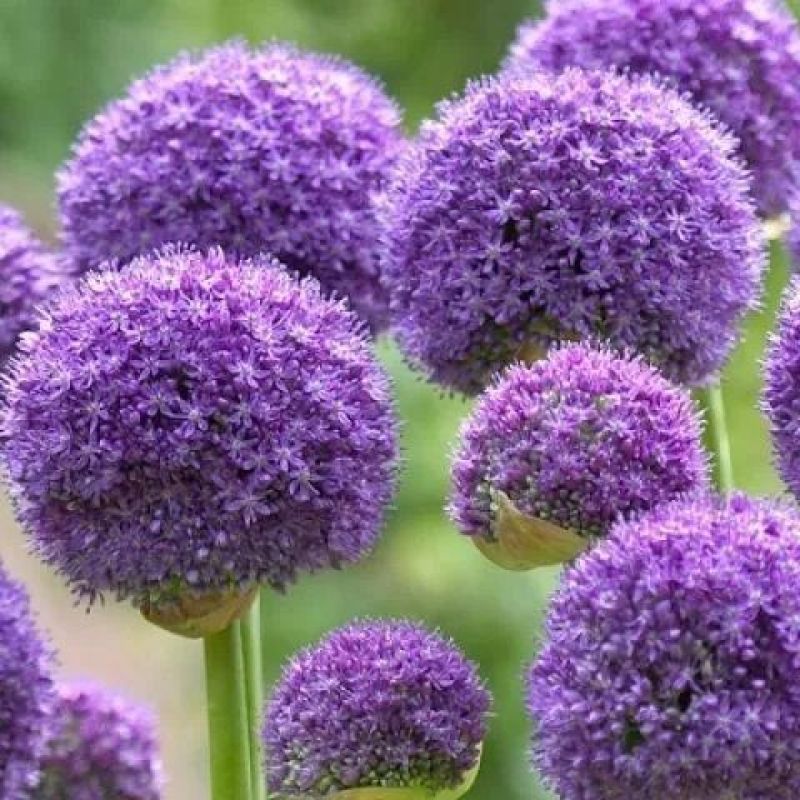 四季易活大花葱种球盆栽花卉植物庭院地栽花种球根茎