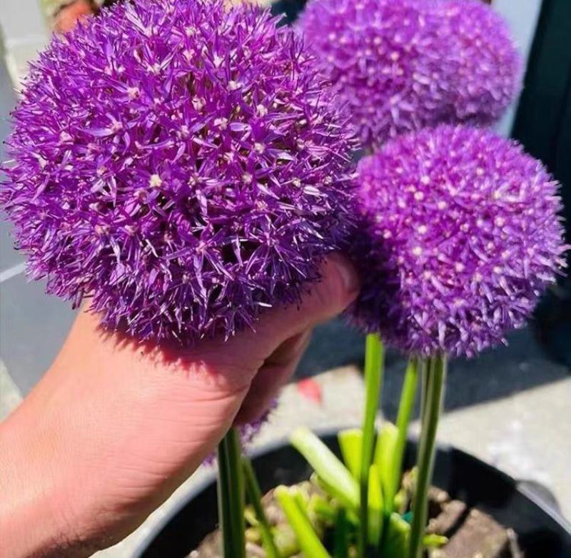 四季易活大花葱种球盆栽花卉植物庭院地栽花种球根茎