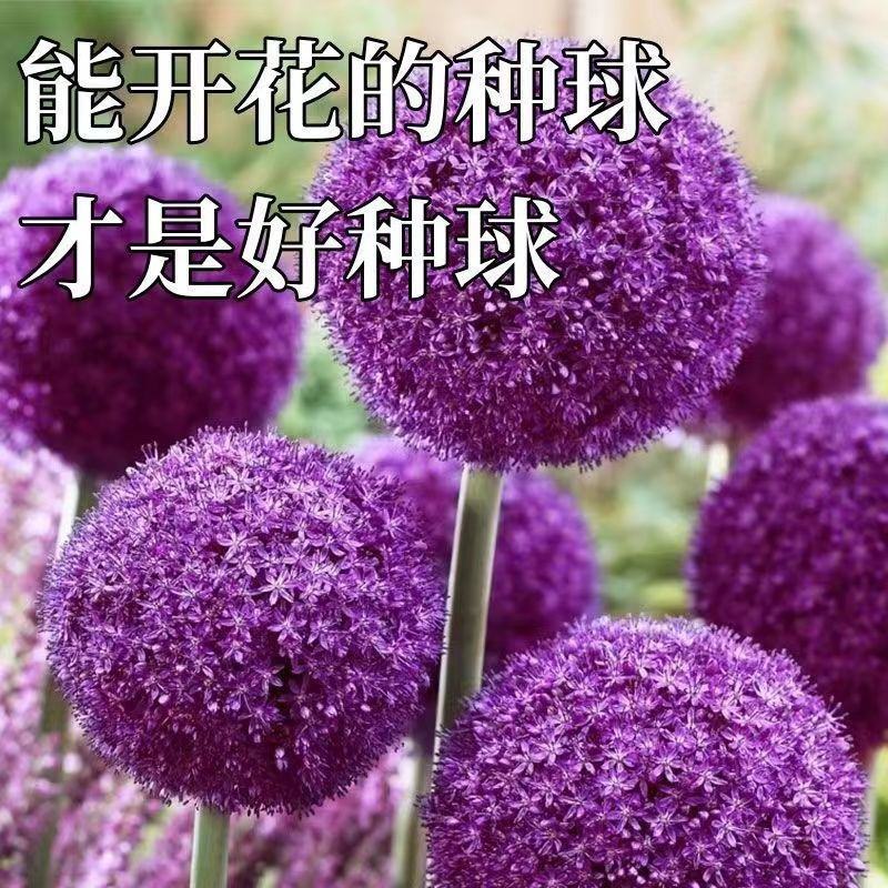 四季易活大花葱种球盆栽花卉植物庭院地栽花种球根茎