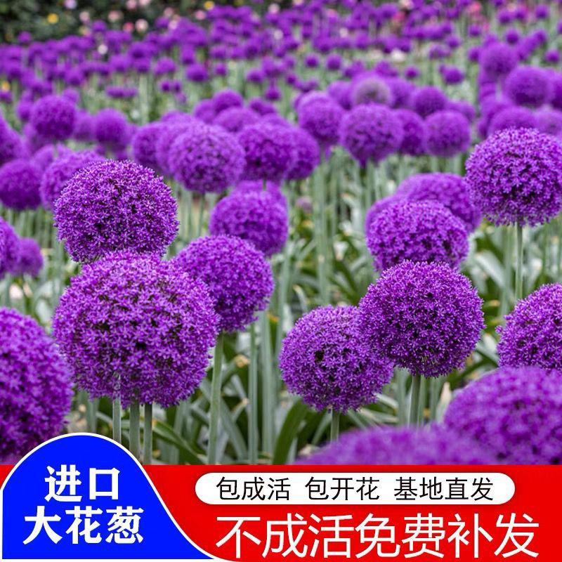 四季易活大花葱种球盆栽花卉植物庭院地栽花种球根茎