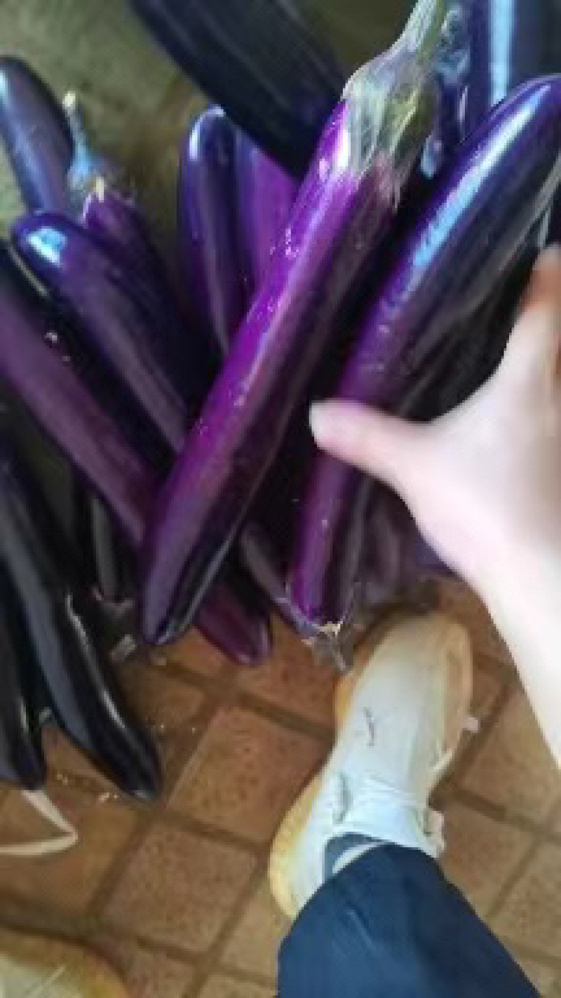 精品推荐，湛江长紫茄子当天采购质量保证。