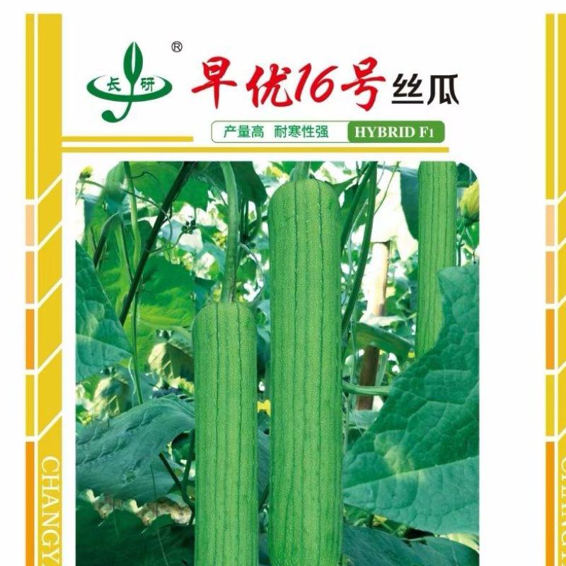 肉丝瓜种子早优16号早熟挂果密瓜条顺直肉洁白