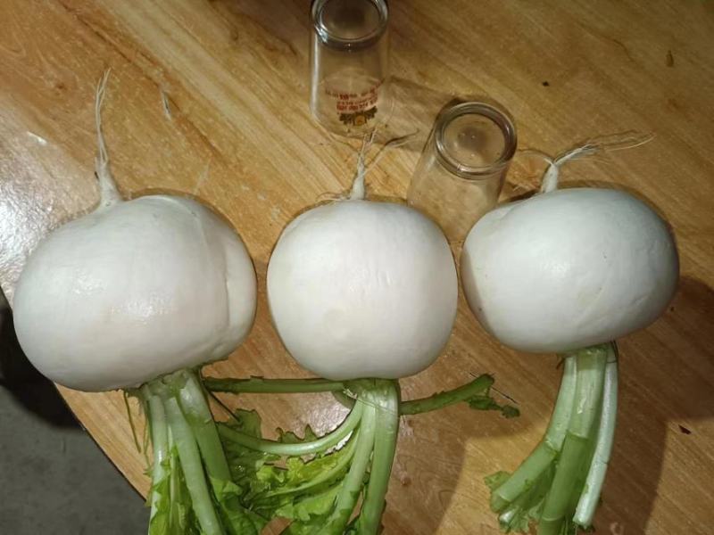 圆罗卜