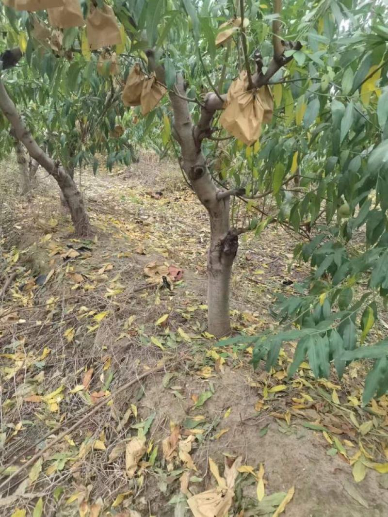 占地桃树