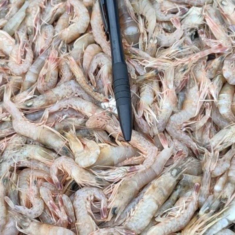 海虾、小海虾、广西本地近海鲜货、适合各种用料、长期有量