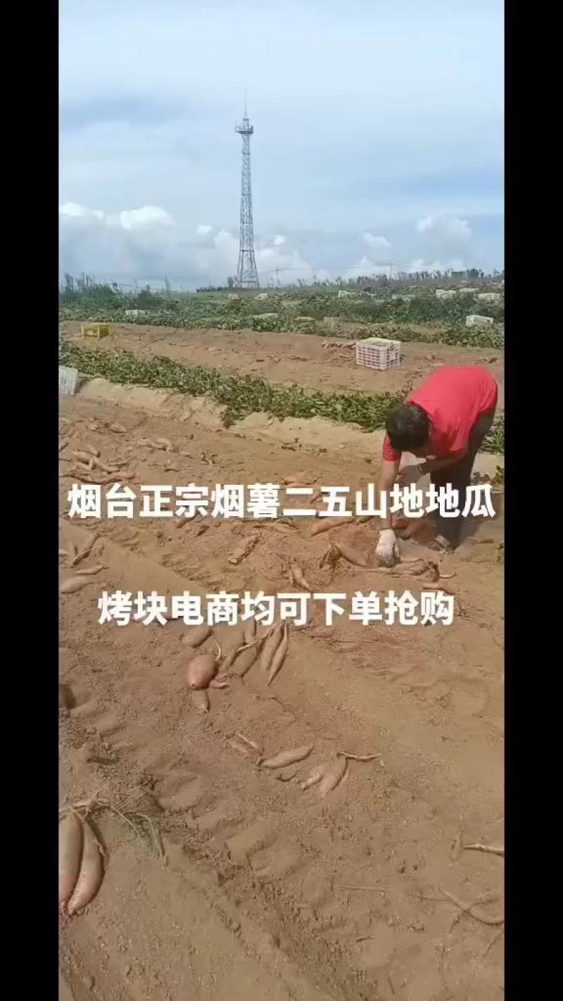 申周薯业专业种植烟薯二五和仓储批发欢迎新老客户前来采购