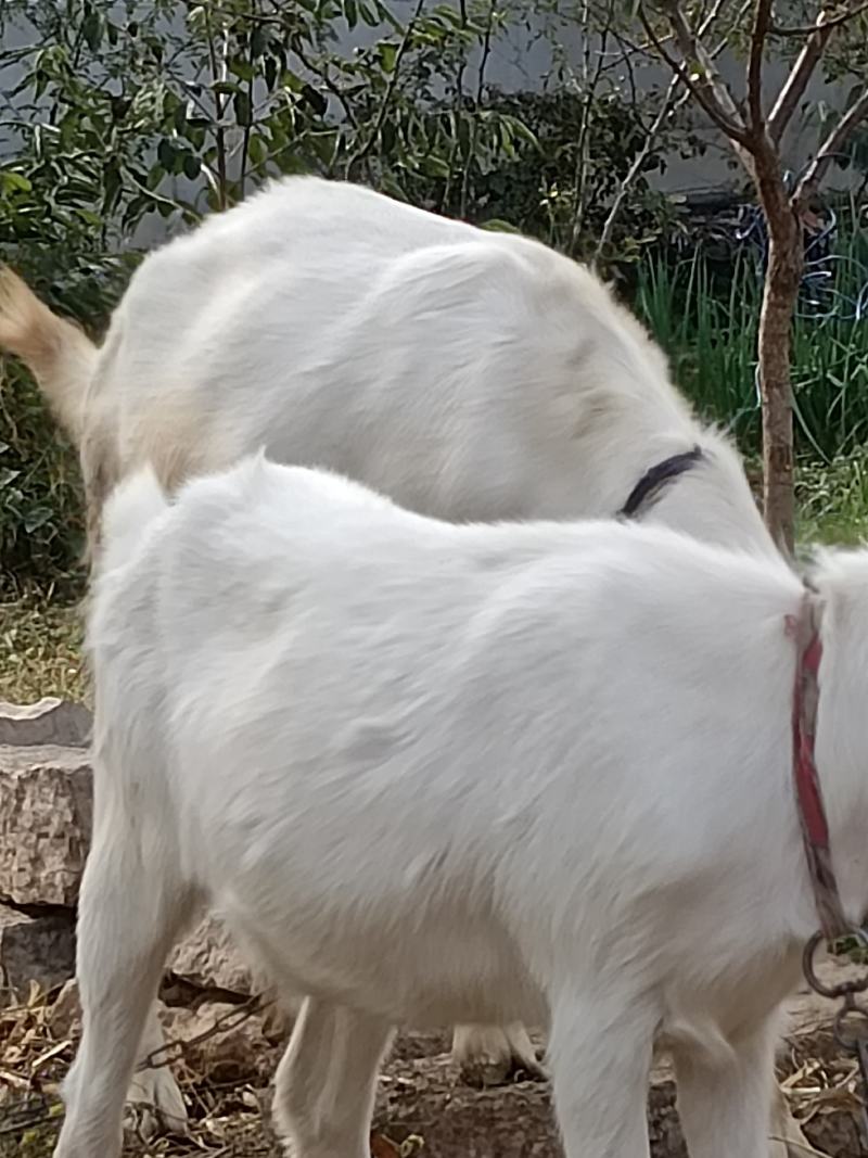 萨能奶山羊