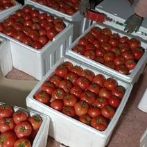 硬粉西红柿大红西红柿水果番茄普鲁旺斯草莓柿子诚信合作