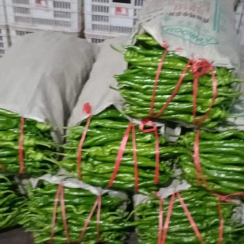 精品龙椒