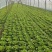 【推荐】意大利生菜产地直供品质保证欢迎来电咨询