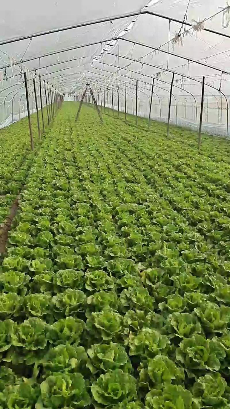 【推荐】意大利生菜产地直供品质保证欢迎来电咨询