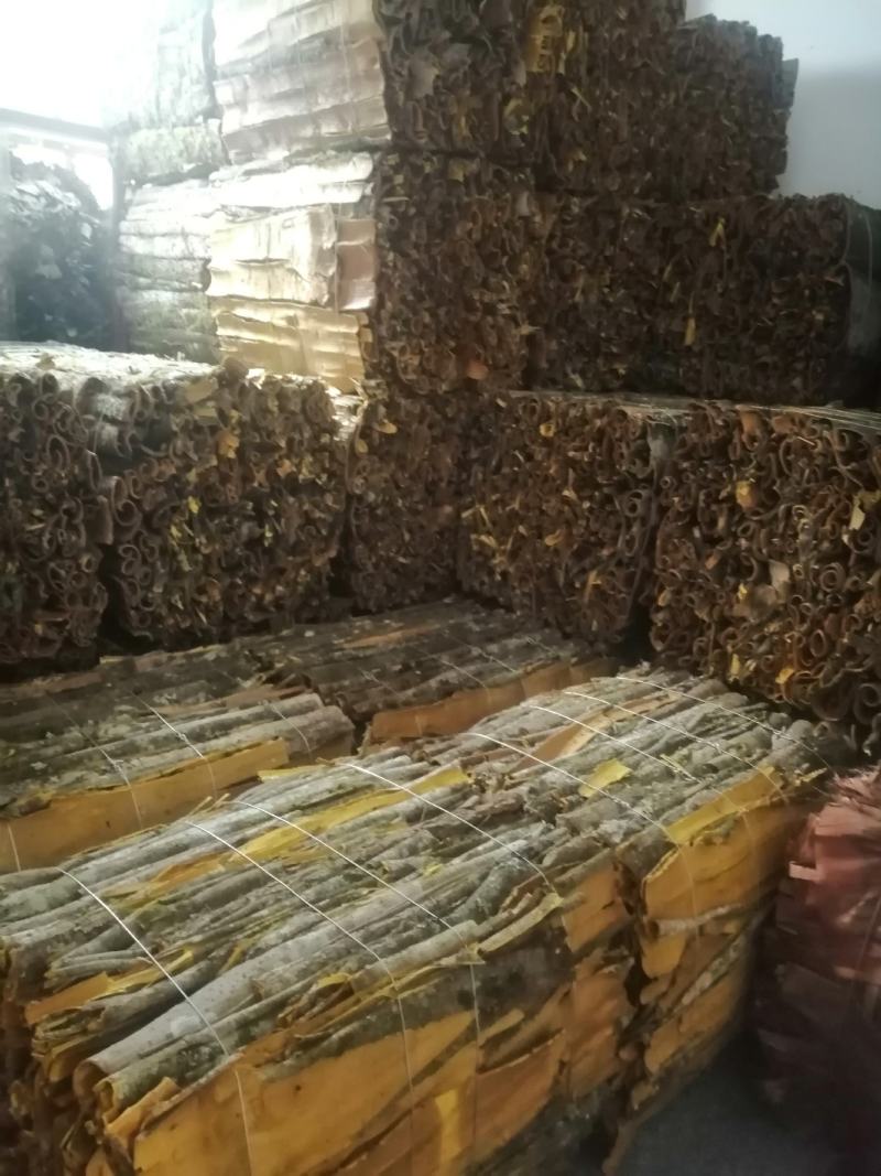 黄柏20吨恩施黄柏鄂西大山深处原生态老黄柏