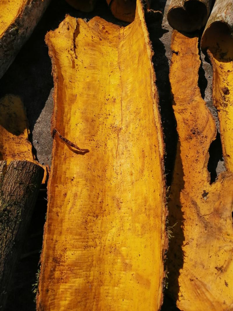 黄柏20吨恩施黄柏鄂西大山深处原生态老黄柏