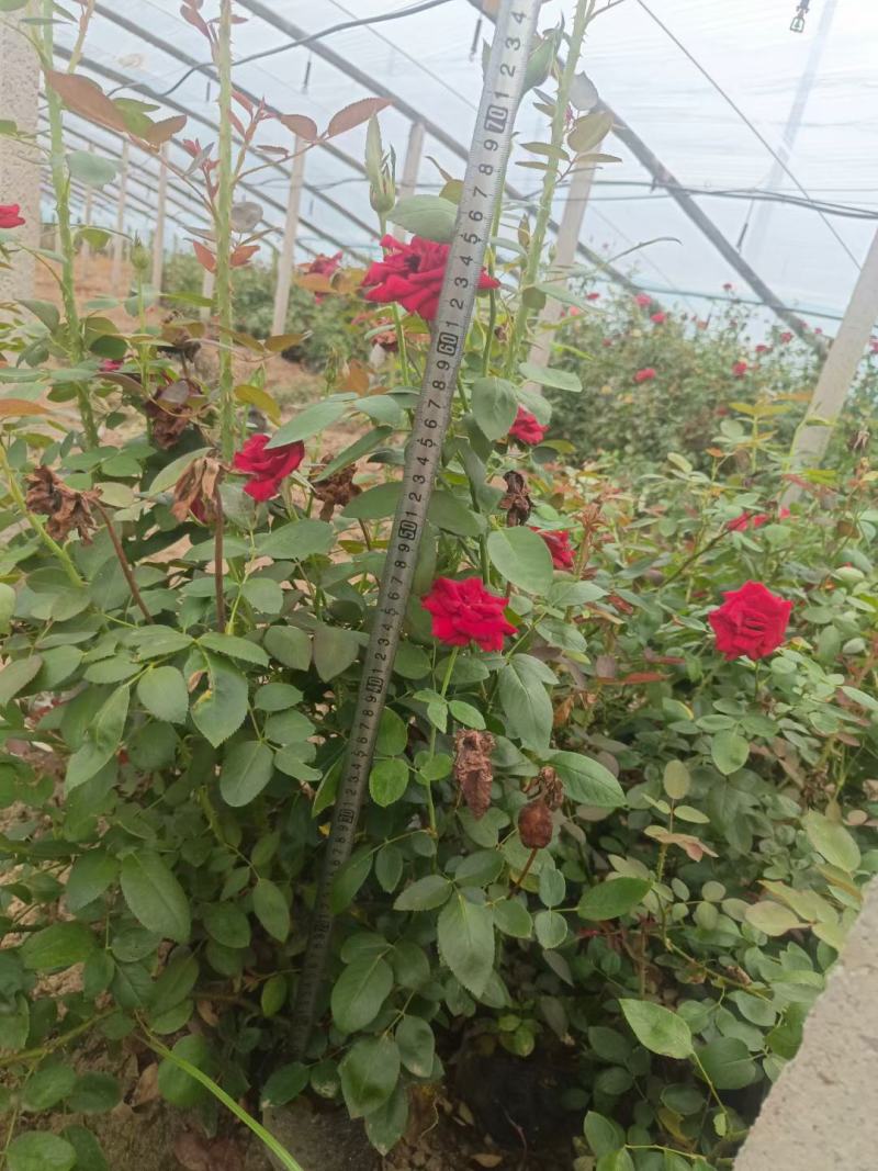 大花月季卡罗拉月季丰花月季多色月季规格全品种多