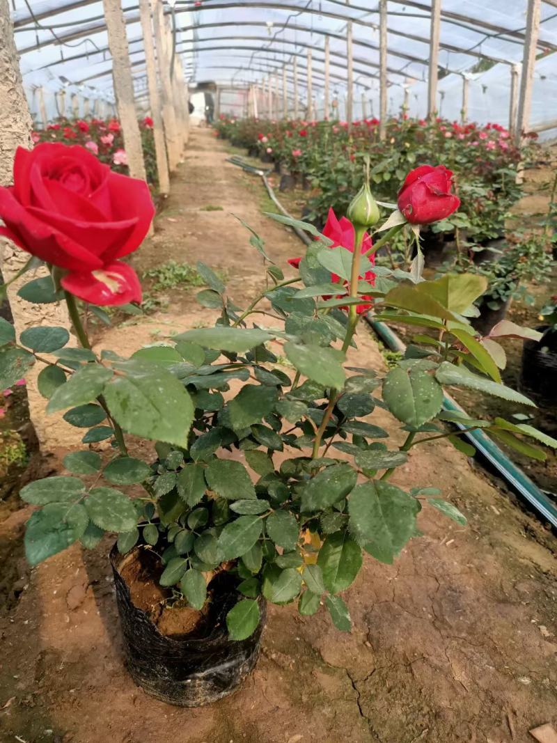大花月季卡罗拉月季丰花月季多色月季规格全品种多
