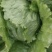优质球生菜，价格便宜，有要的和我联系，谢谢今作