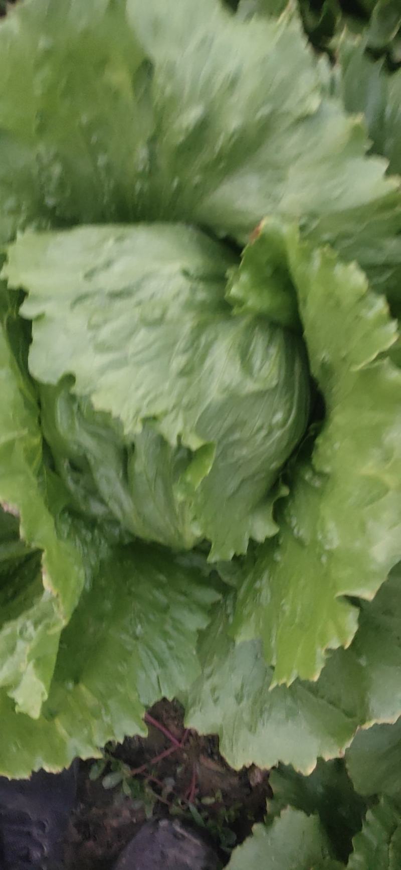 优质球生菜，价格便宜，有要的和我联系，谢谢今作