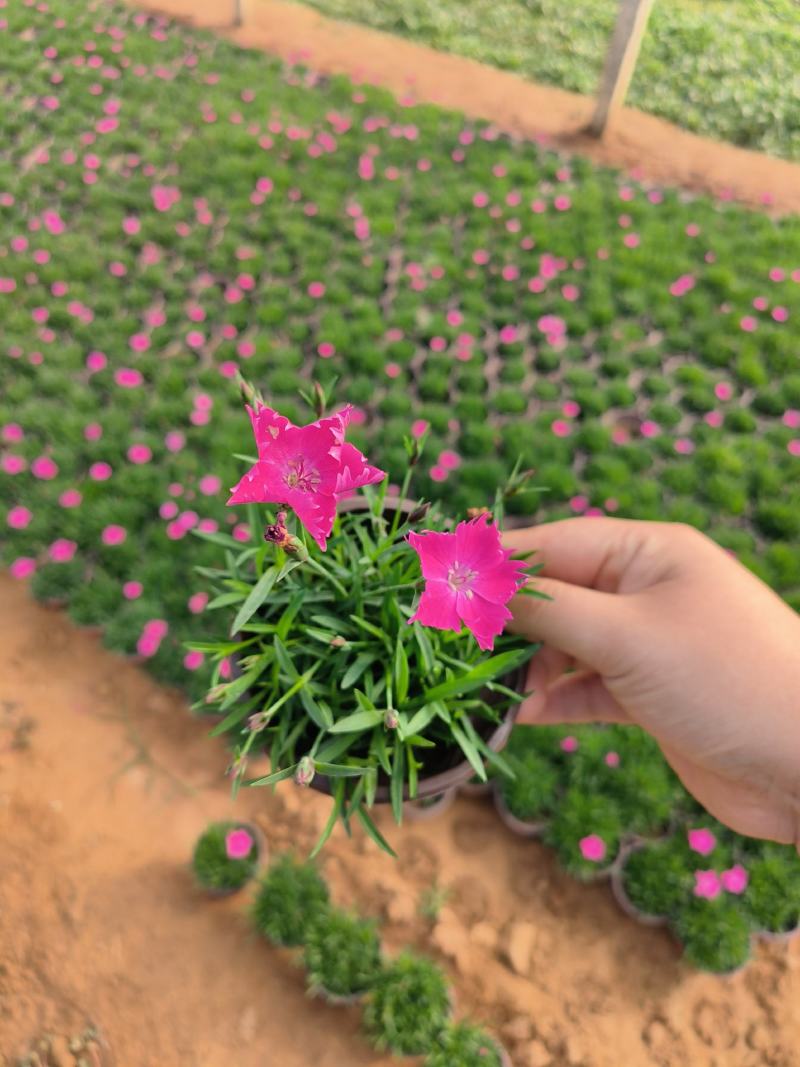 欧石竹盆栽超多花苞绿化用花地被植物多年生欧石竹