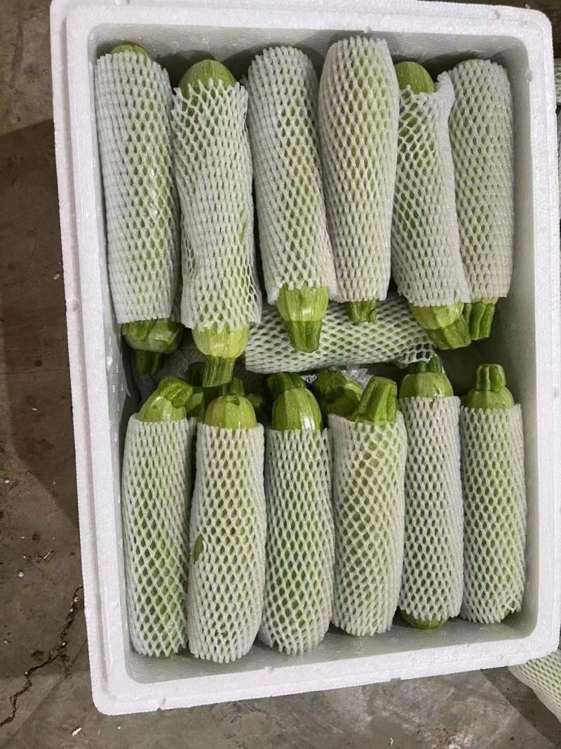 西葫芦质量好产地直发，价格低，保证质量欢迎来电咨询