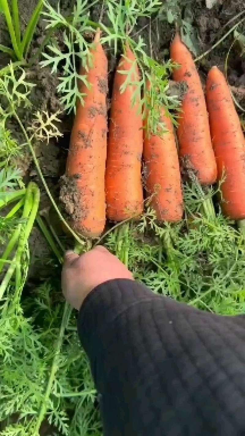 三红胡萝卜大量现货带樱货源充足，量大价优，欢迎采购