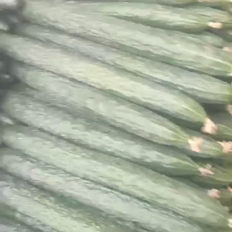 广东湛江徐闻密刺黄瓜一手资源货源充足，供应电商平台和市场