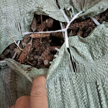湖北省黄冈市蕲春县精品夏枯草。品质优价值高可视频看货欢迎