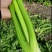 山东聊城大棚皇后芹菜，大量上市中，黄杆绿叶
