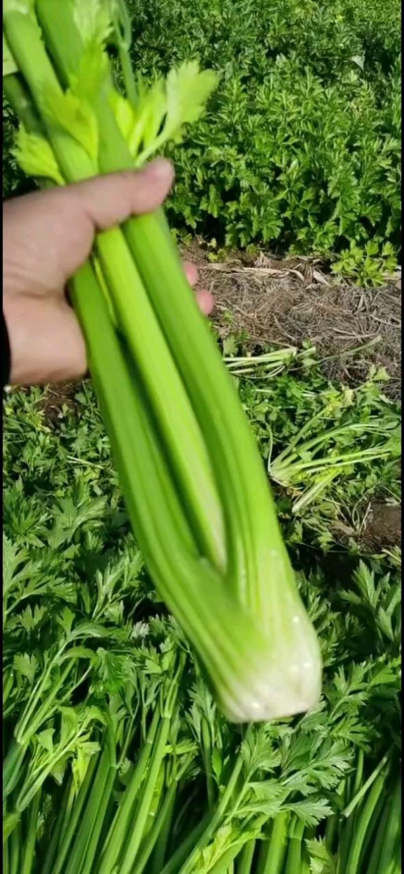 山东聊城大棚皇后芹菜，大量上市中，黄杆绿叶