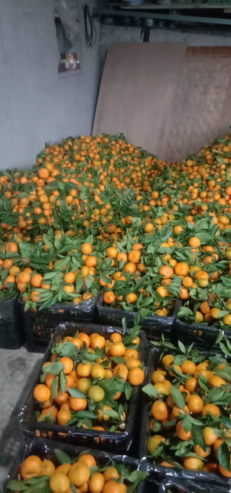 高山蜜橘大量上市，