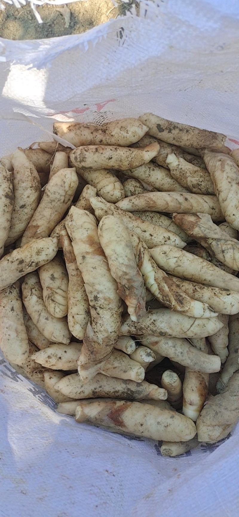 竹薯东粉薯新鲜现挖