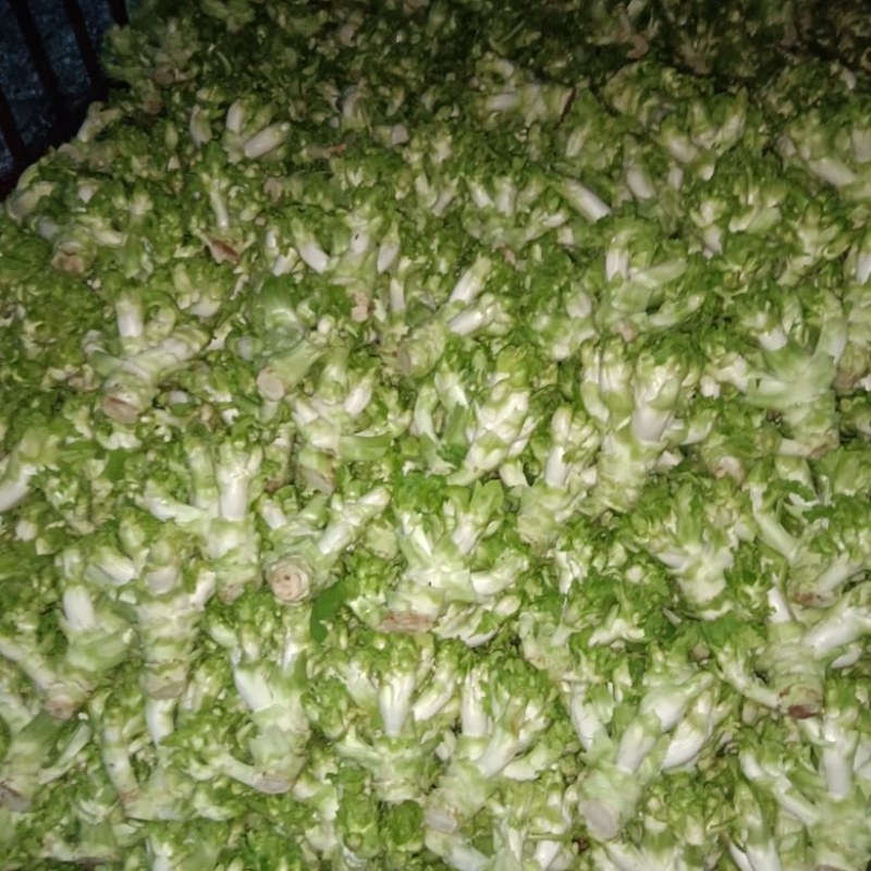 儿菜，早熟儿菜，做工精细