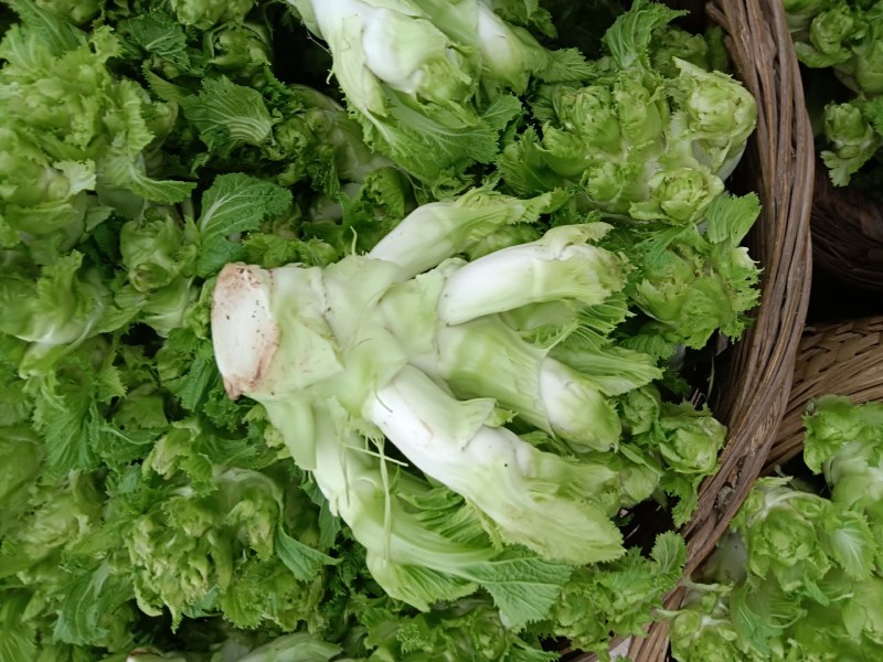 儿菜，早熟儿菜，做工精细