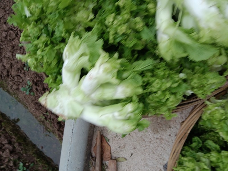 儿菜，早熟儿菜，做工精细