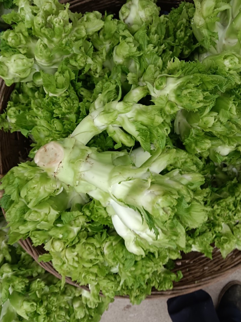 儿菜，早熟儿菜，做工精细