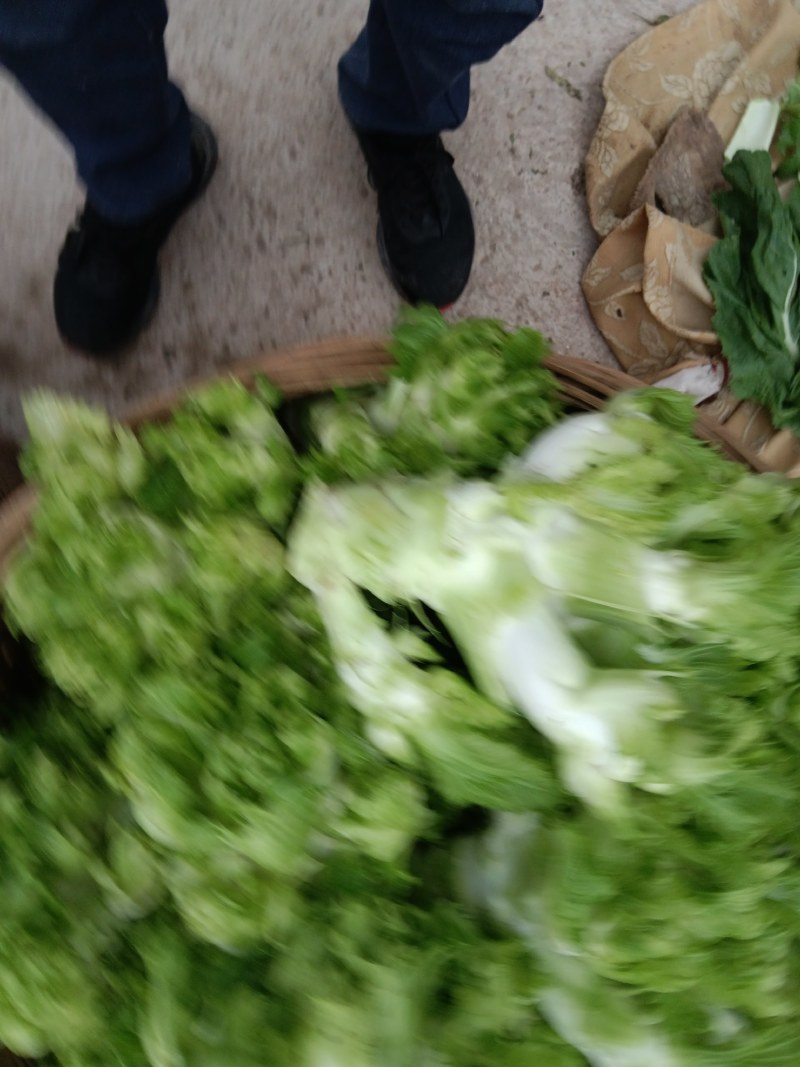 儿菜，早熟儿菜，做工精细