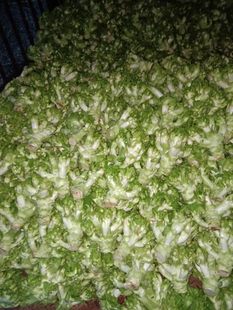 儿菜，早熟儿菜，做工精细