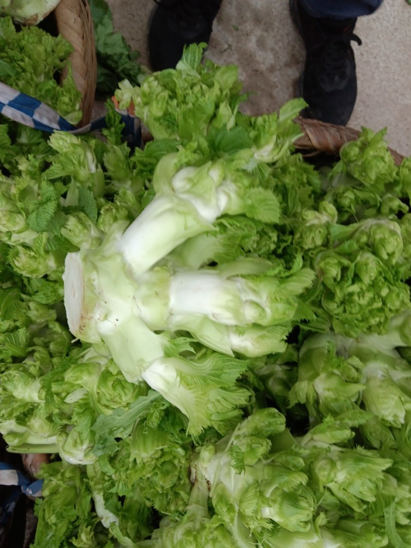 儿菜，早熟儿菜，做工精细