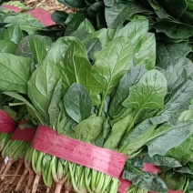 【推荐】河北邯郸精品大叶菠菜青菜红根菠菜蔬菜