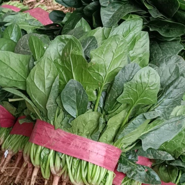 【推荐】河北邯郸精品大叶菠菜青菜红根菠菜蔬菜