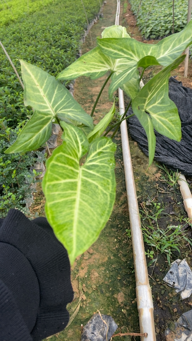 基地现货🈴️果芋小袋苗